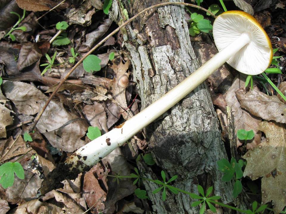 Oudemansiella incognita image