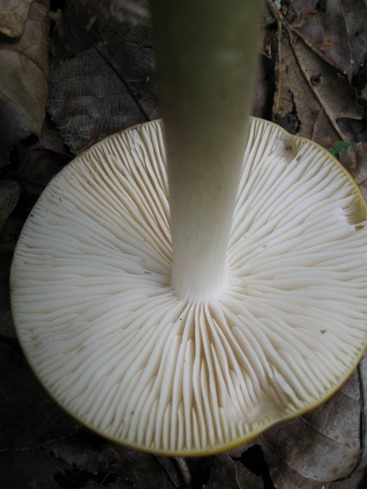 Oudemansiella incognita image