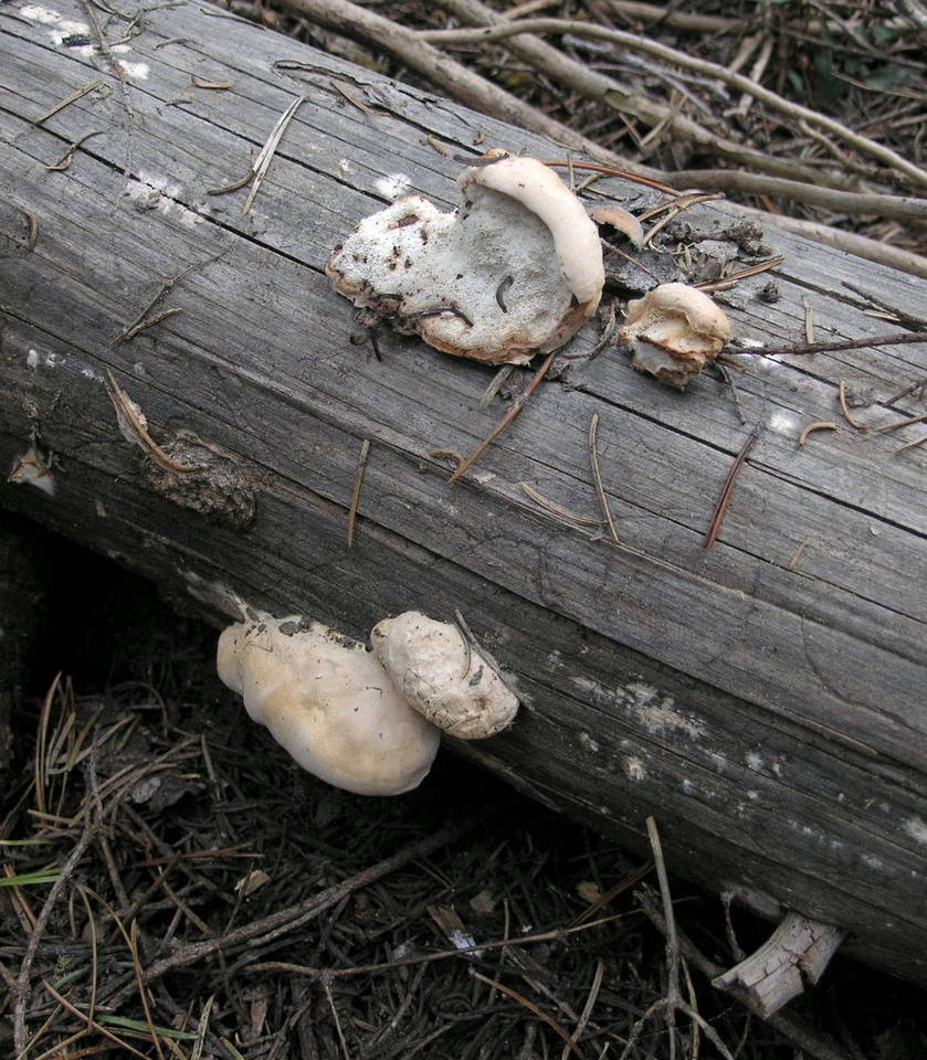 Oligoporus leucospongia image