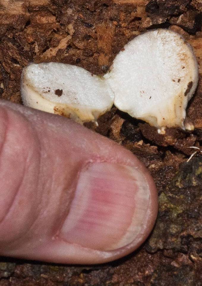 Lycoperdon purpurascens image