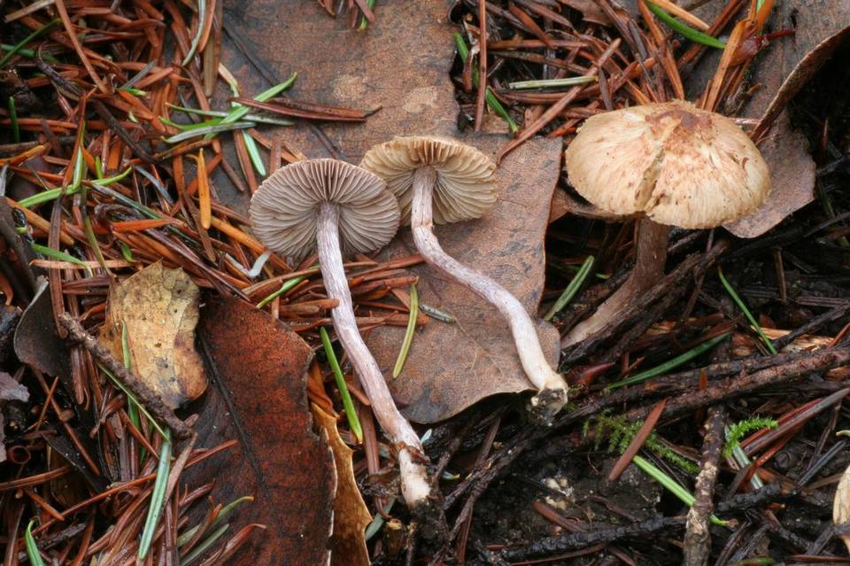Inocybe griseolilacina image