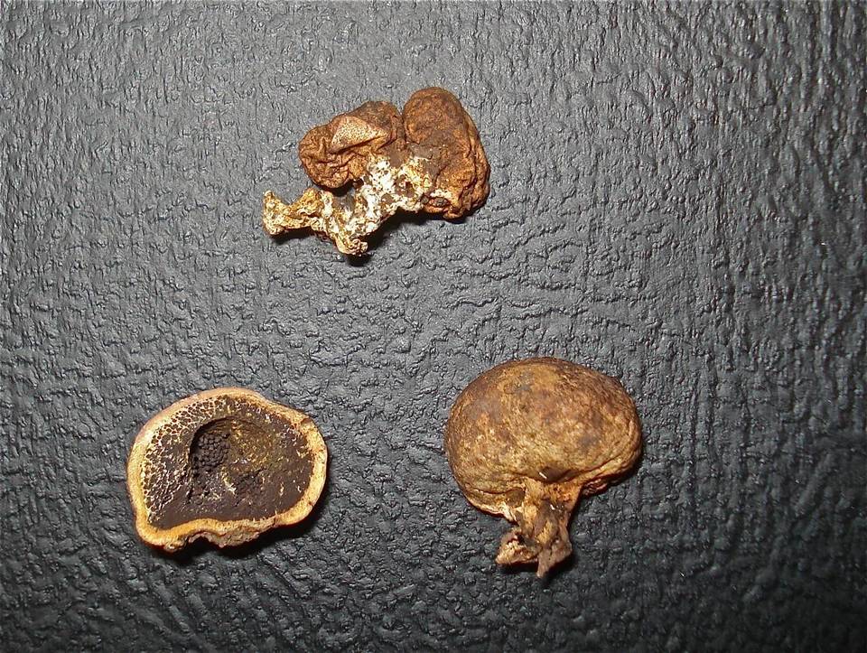 Scleroderma hypogaeum image
