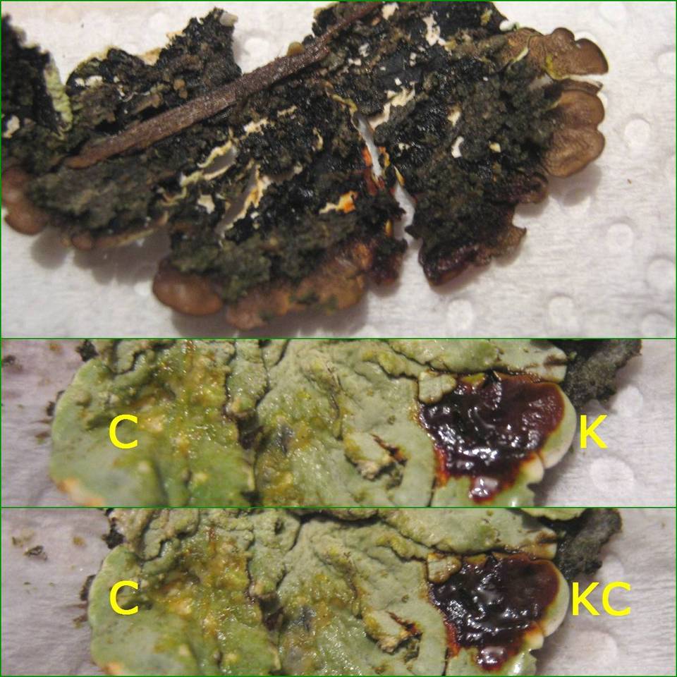 Flavoparmelia soredians image