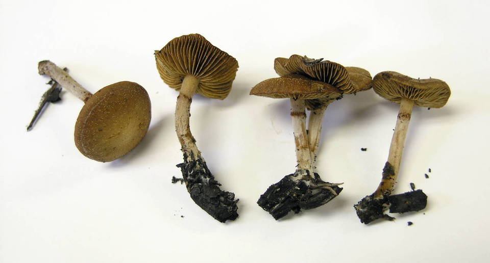 Pachylepyrium carbonicola image