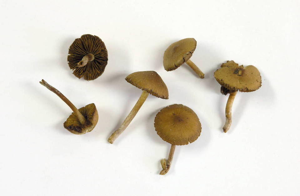 Pachylepyrium carbonicola image