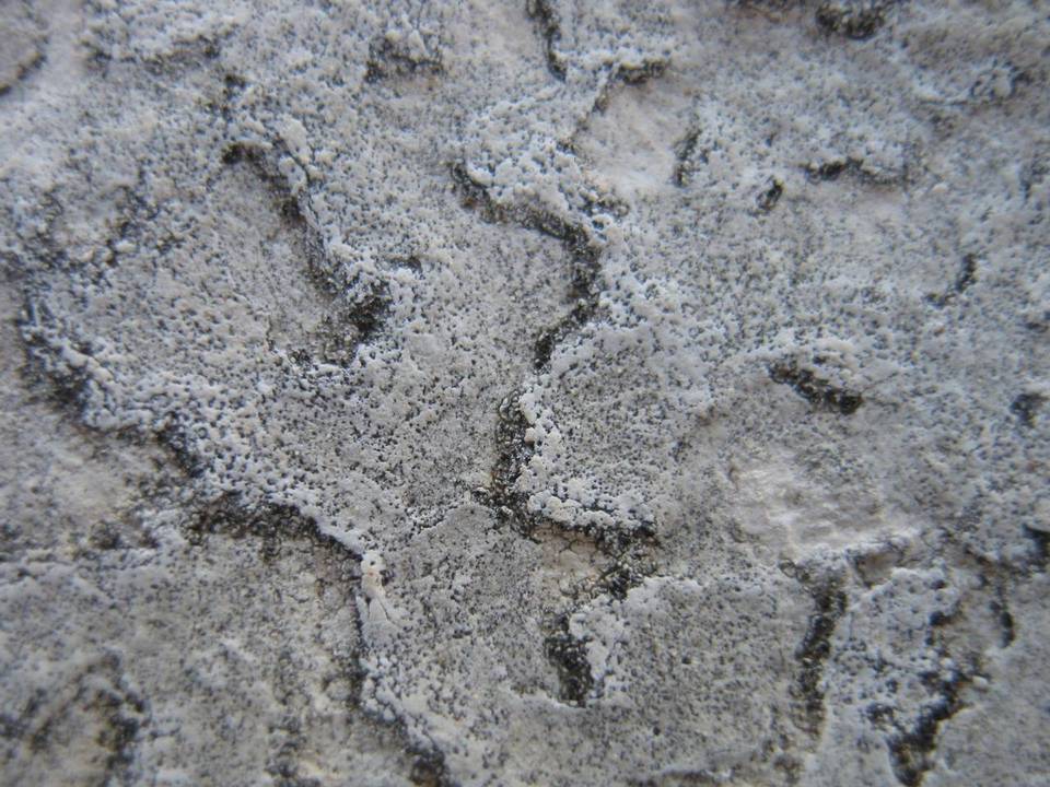 Clauzadea immersa image