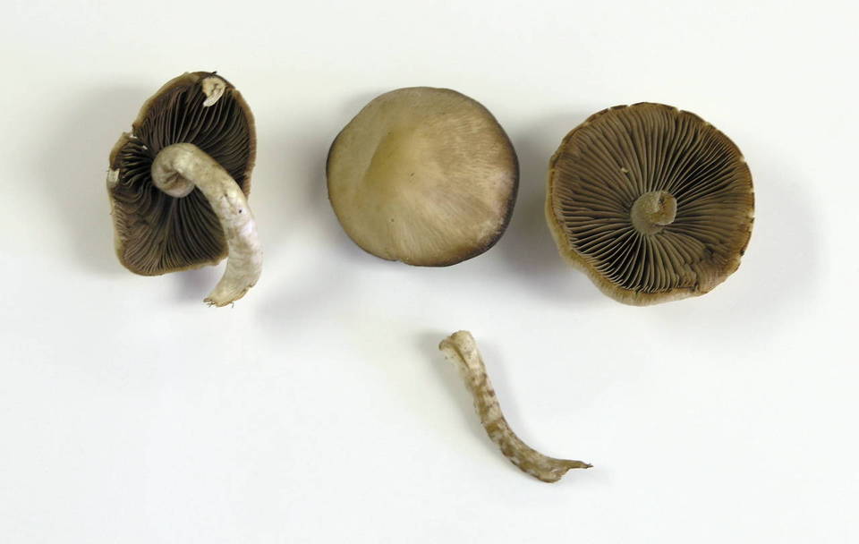 Psathyrella ellenae var. yubaensis image