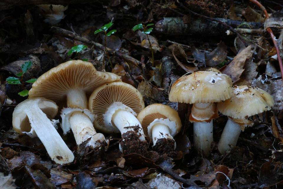 Cortinarius achrous image