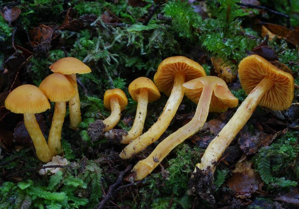 Cortinarius luteinus image