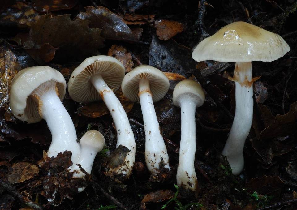 Cortinarius cycneus image