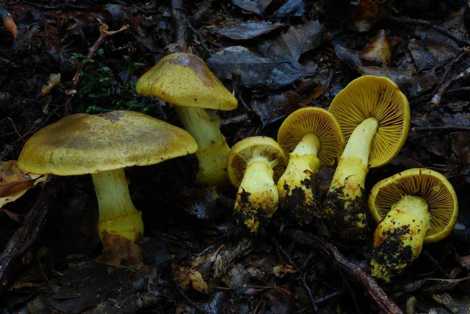 Cortinarius canarius image