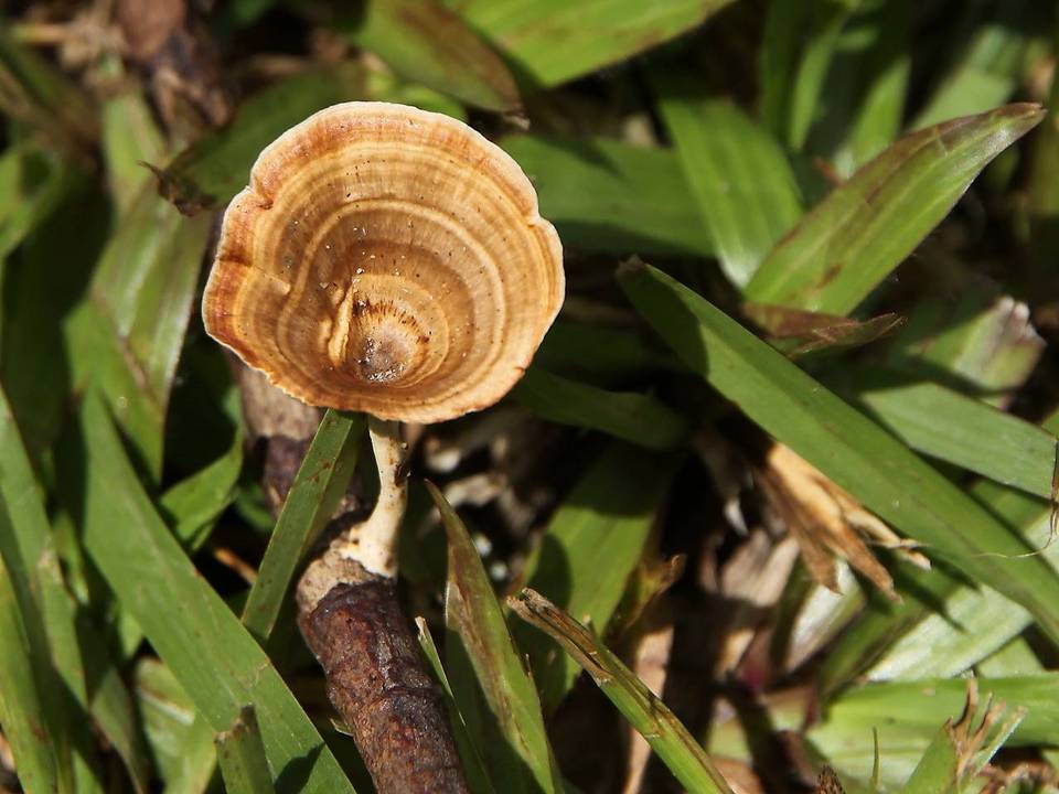 Microporus xanthopus image