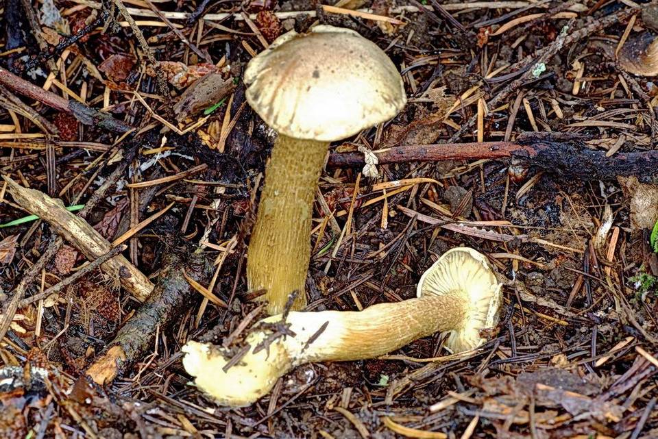 Tricholoma bufonium image