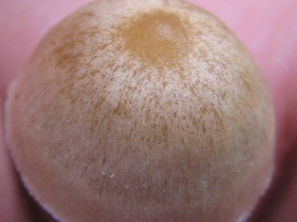 Psilocybe tampanensis image