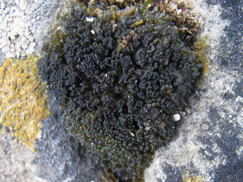 Collema tenax var. ceranoides image