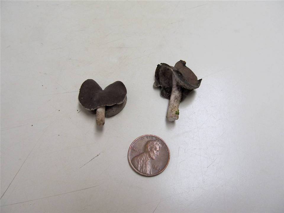 Helvella albella image