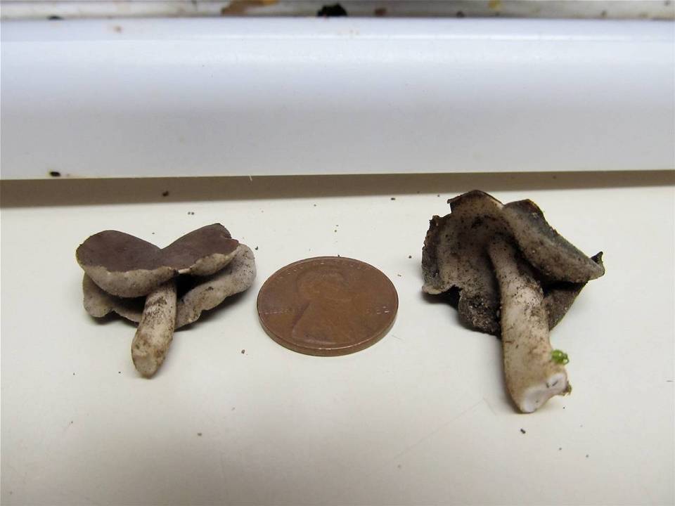 Helvella albella image