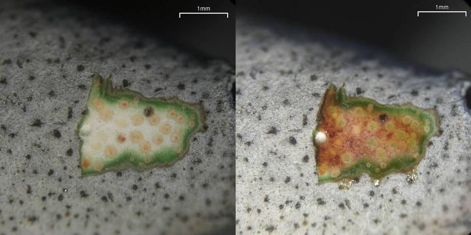 Dermatocarpon moulinsii image