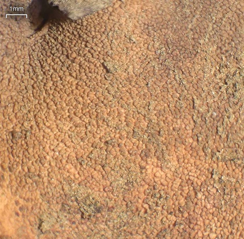 Dermatocarpon taminium image