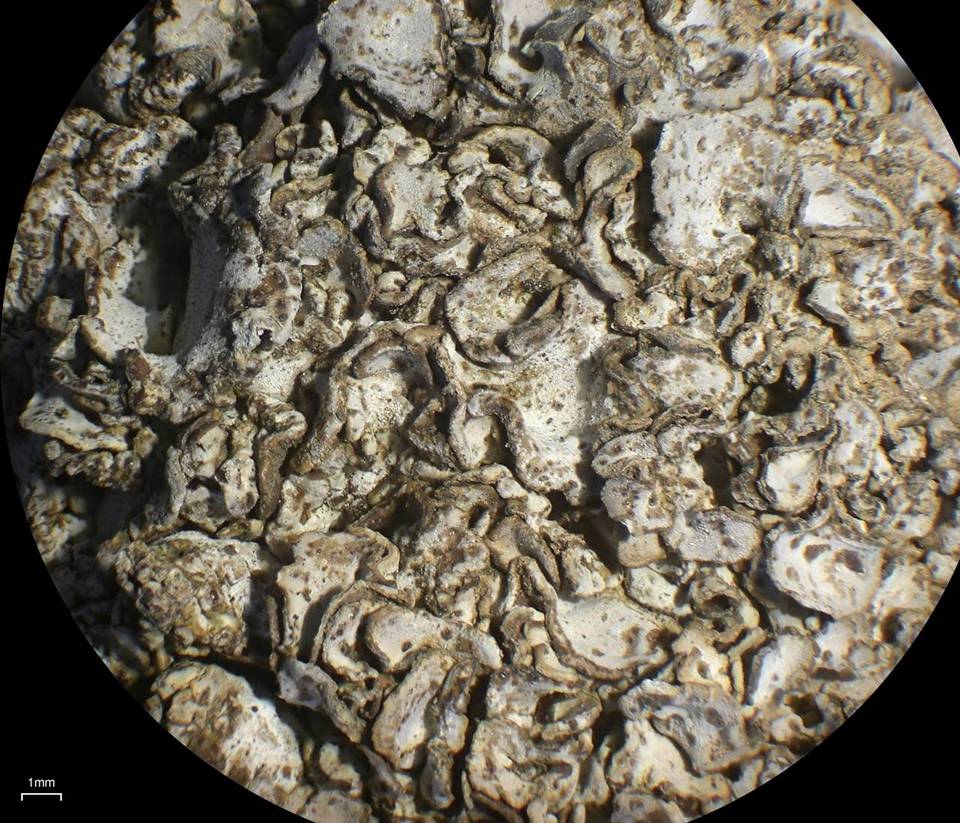 Dermatocarpon taminium image