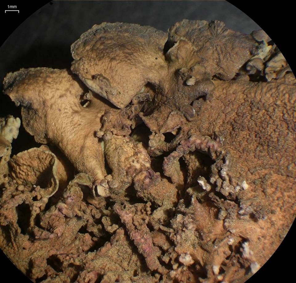 Dermatocarpon taminium image