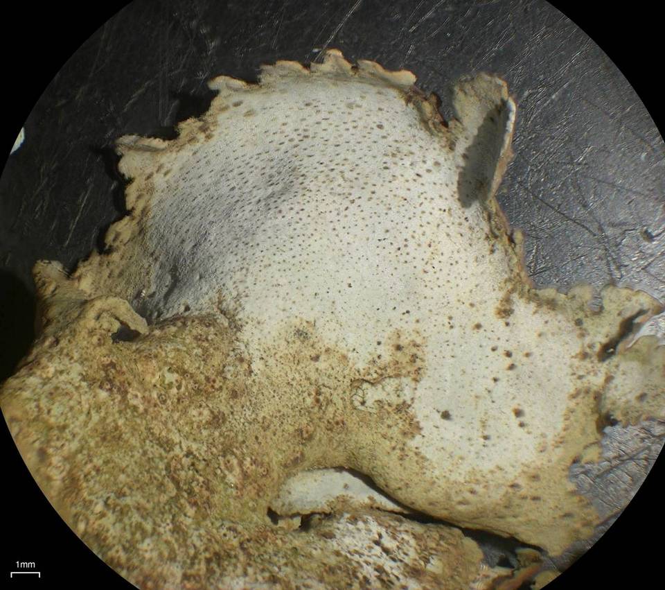 Dermatocarpon taminium image