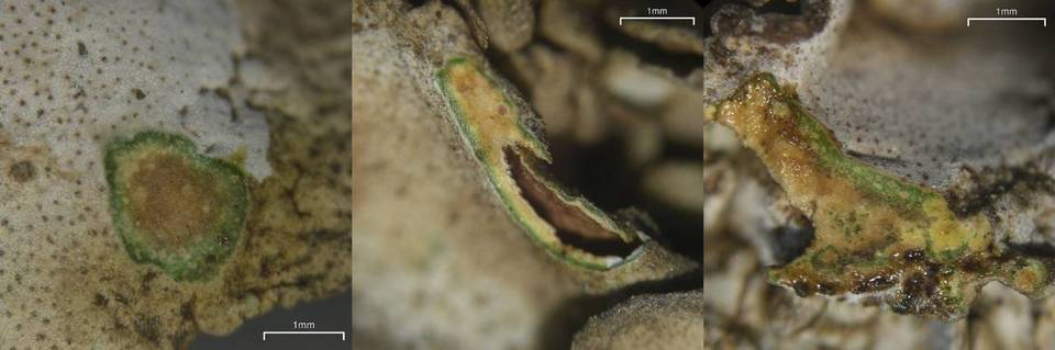 Dermatocarpon taminium image