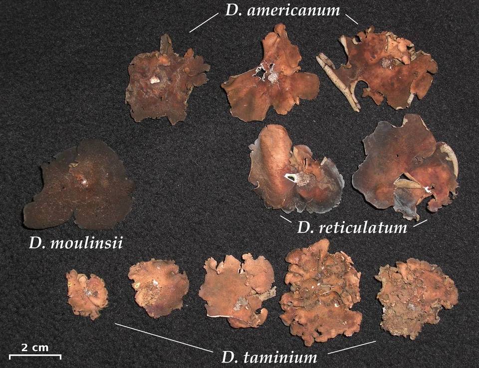 Dermatocarpon moulinsii image