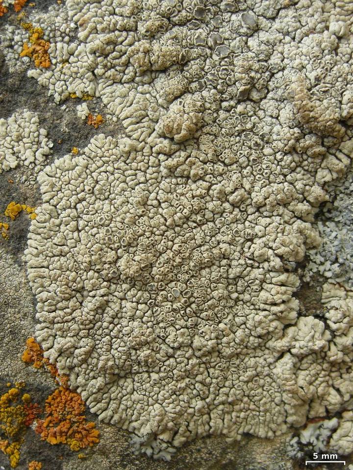 Lobothallia alphoplaca image