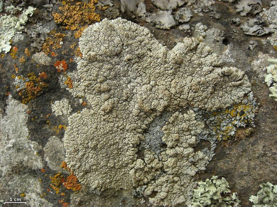 Lobothallia alphoplaca image