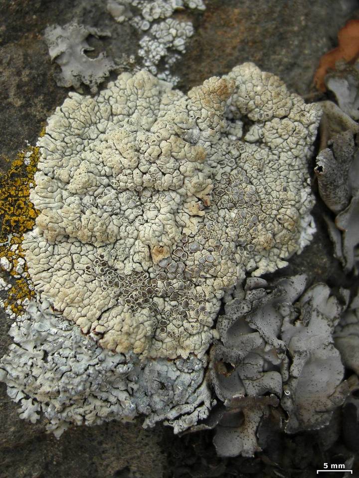 Lobothallia alphoplaca image
