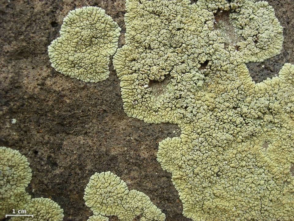 Lecanora novomexicana image