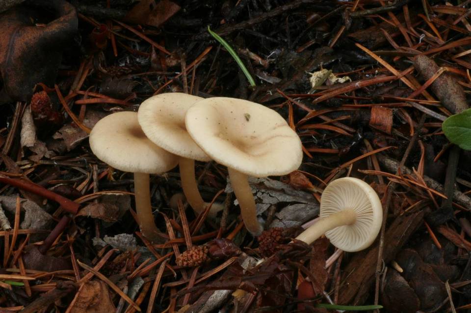Clitocybe elegantula image