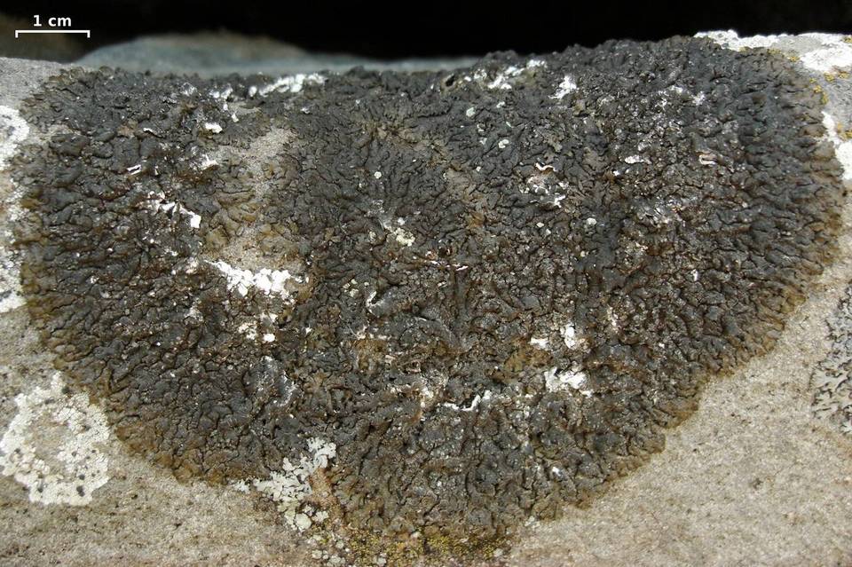 Melanelia tominii image