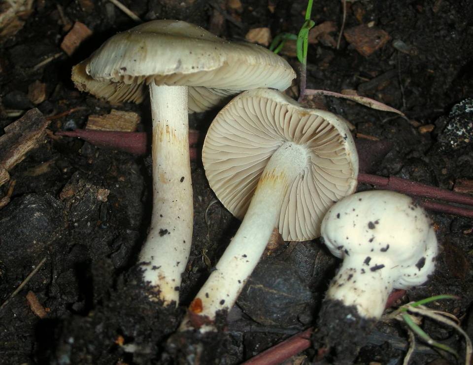 Inocybe geophylla var. geophylla image