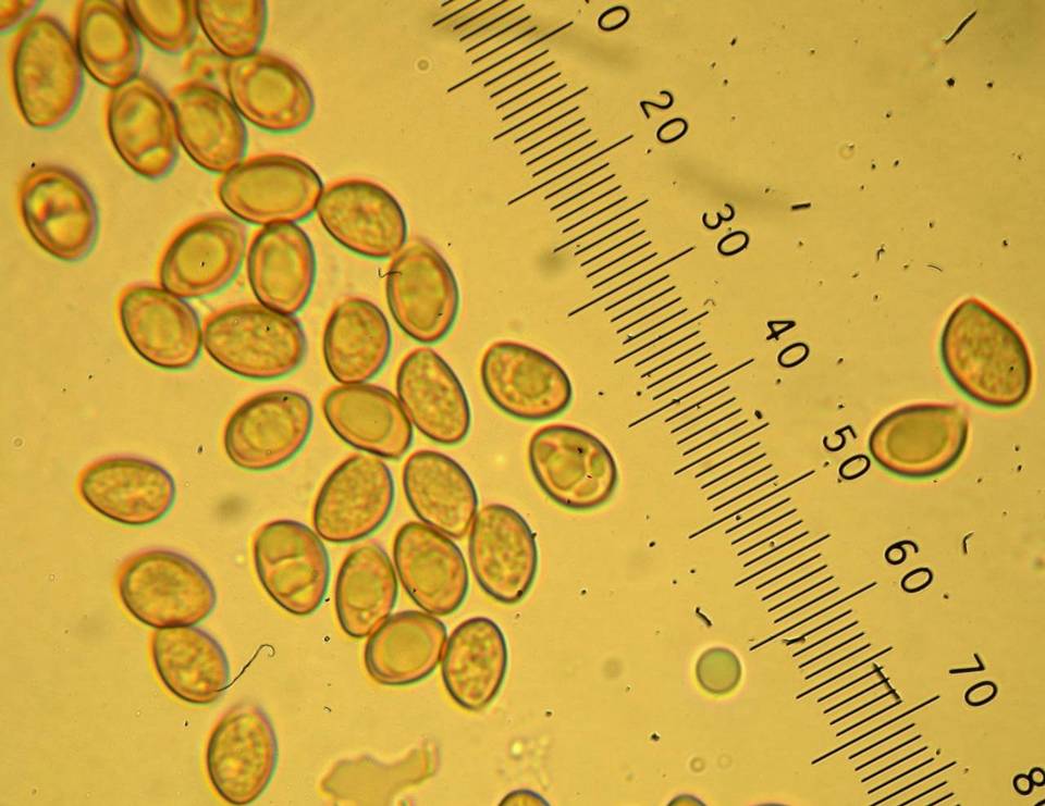 Inocybe geophylla var. geophylla image