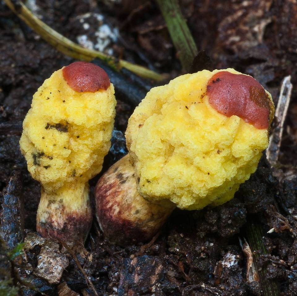 Gymnogaster boletoides image