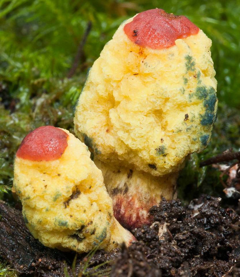 Gymnogaster boletoides image