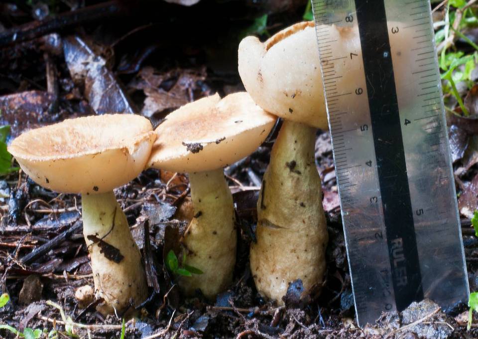 Gyroporus brunnescens image
