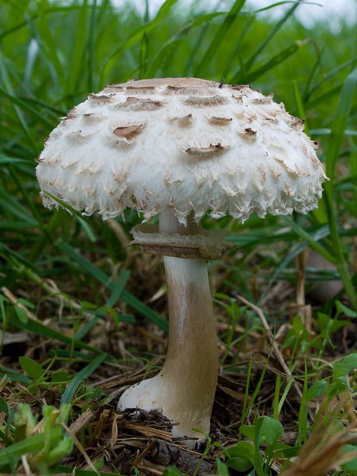 Chlorophyllum nothorhacodes image