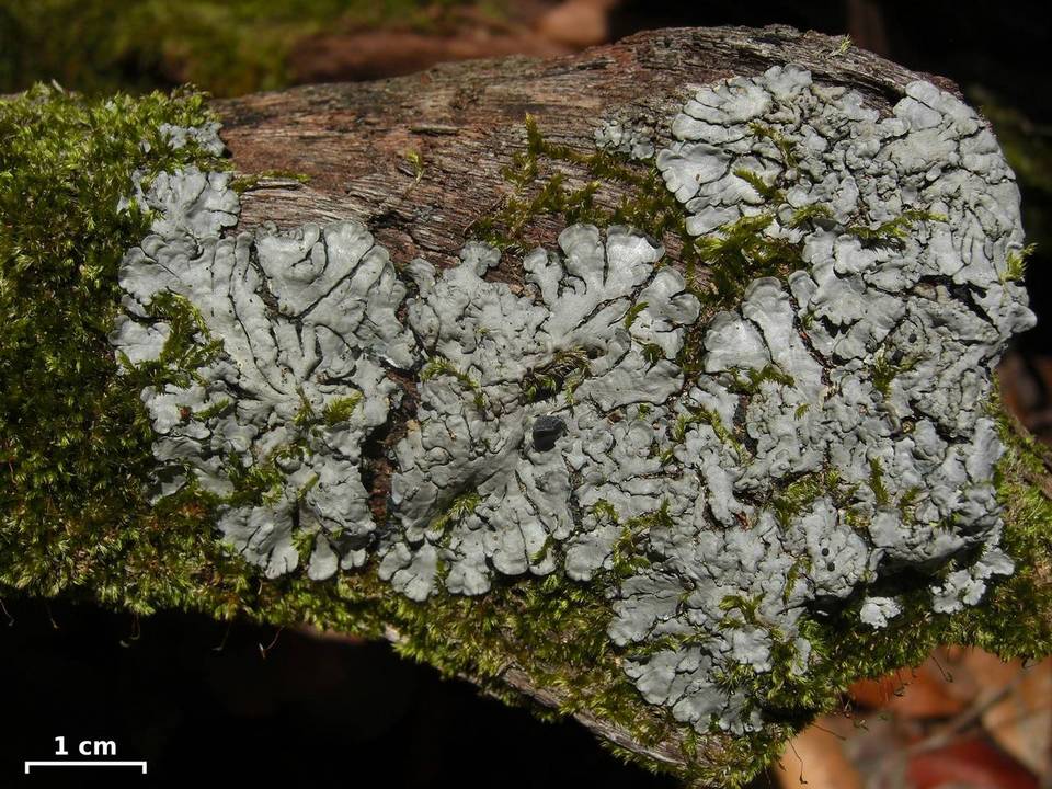 Coccocarpia erythroxyli image