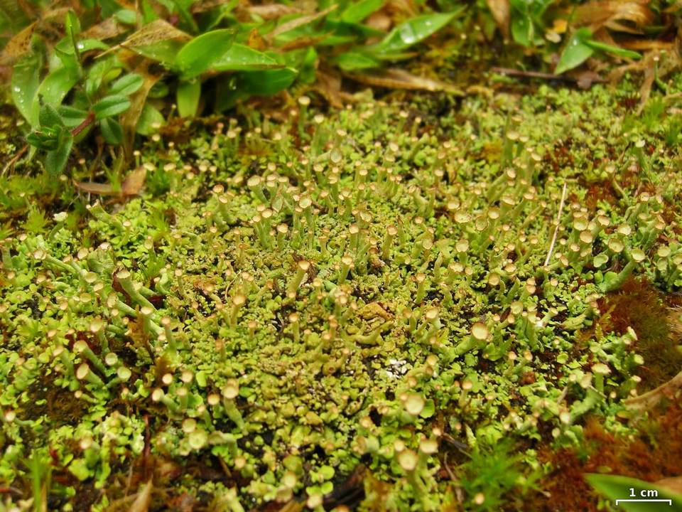 Cladonia cervicornis ssp. verticillata image
