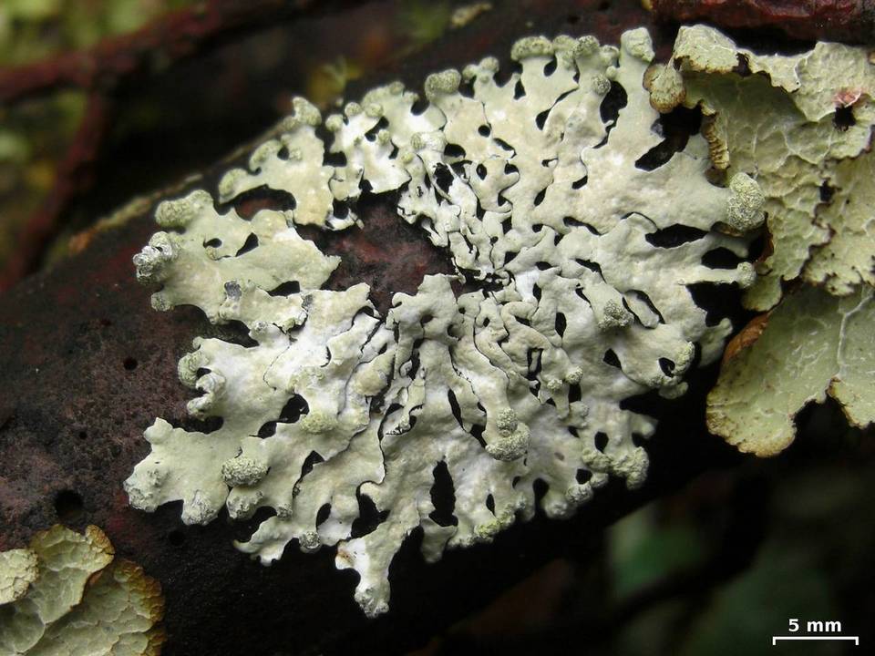 Hypotrachyna rockii image