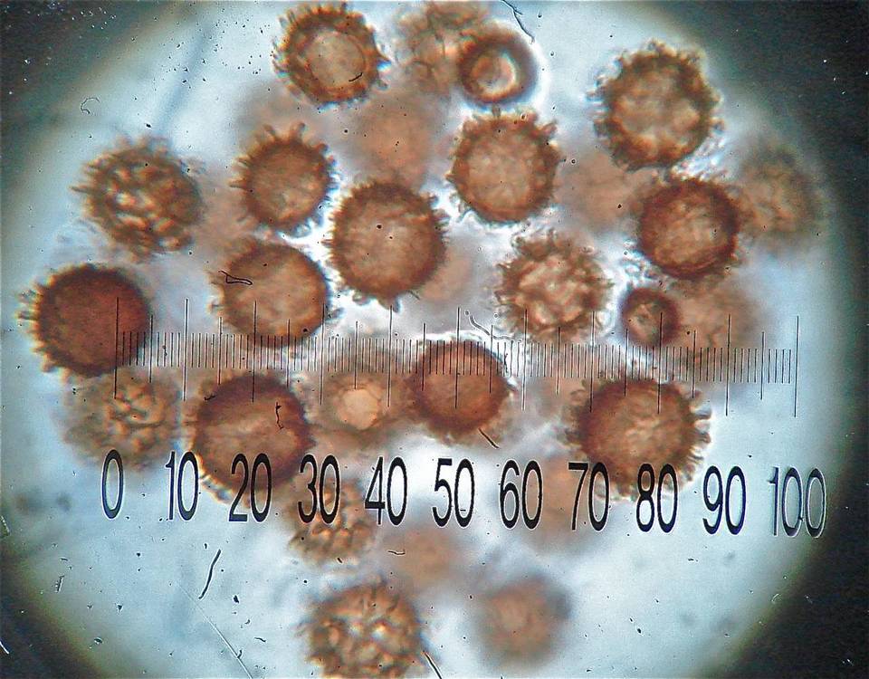 Scleroderma hypogaeum image