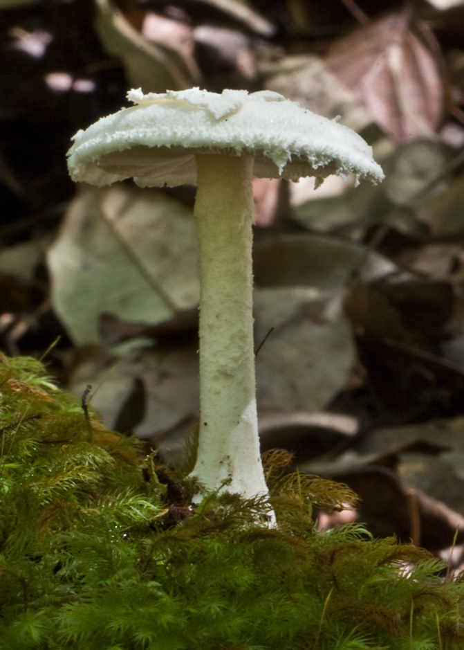 Amanita farinacea image
