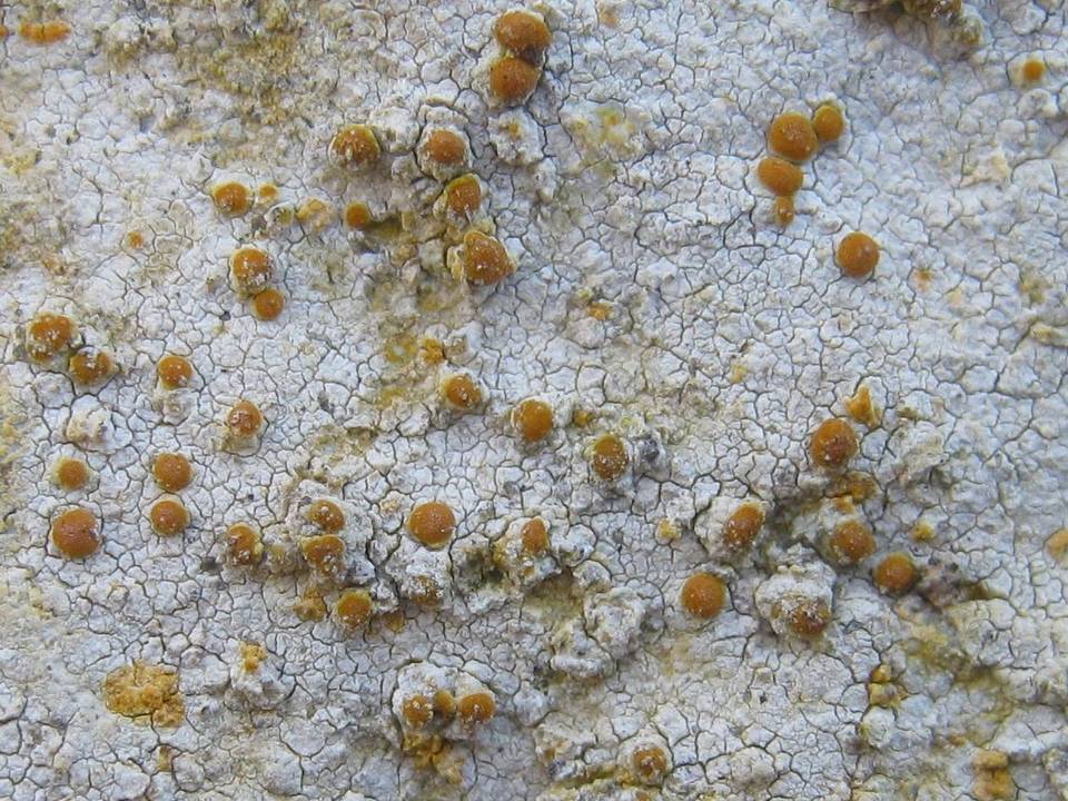 Caloplaca lactea image