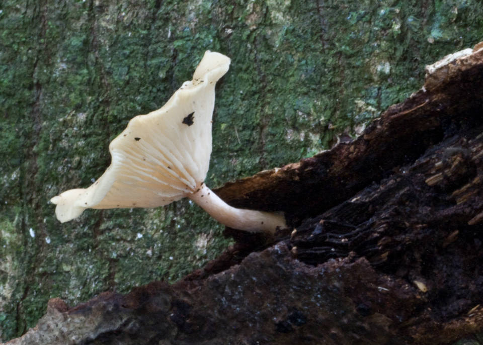 Hygrocybe leucogloea image