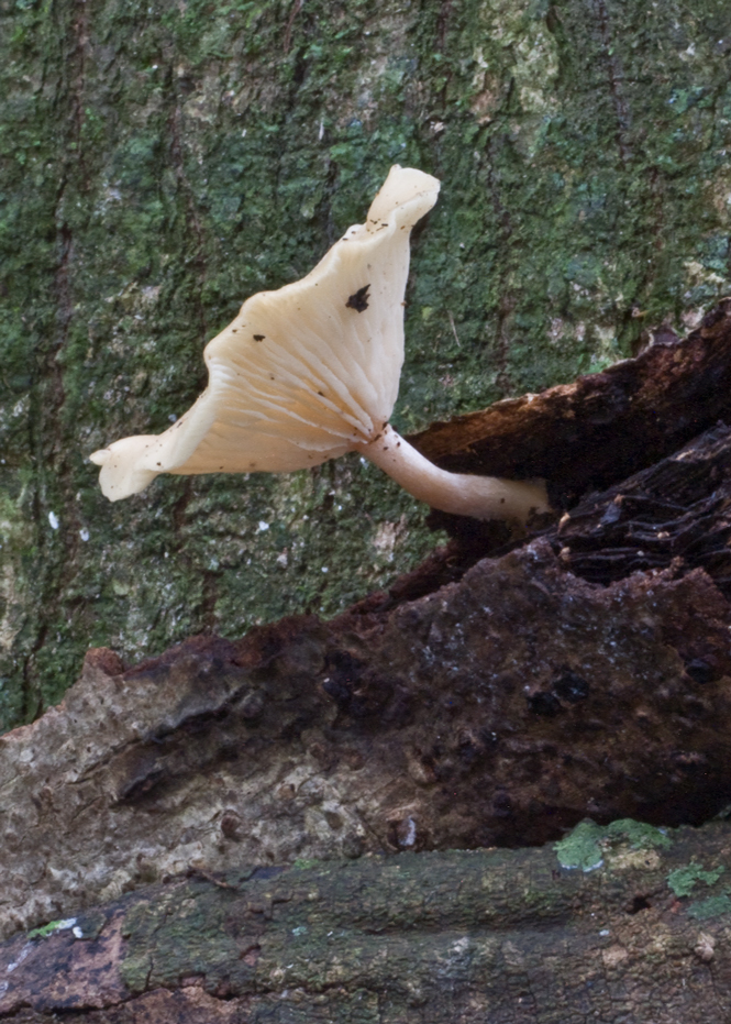 Hygrocybe leucogloea image