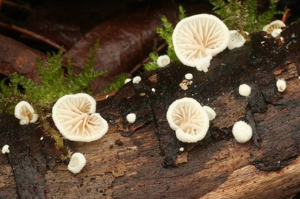 Crepidotus subverrucisporus image