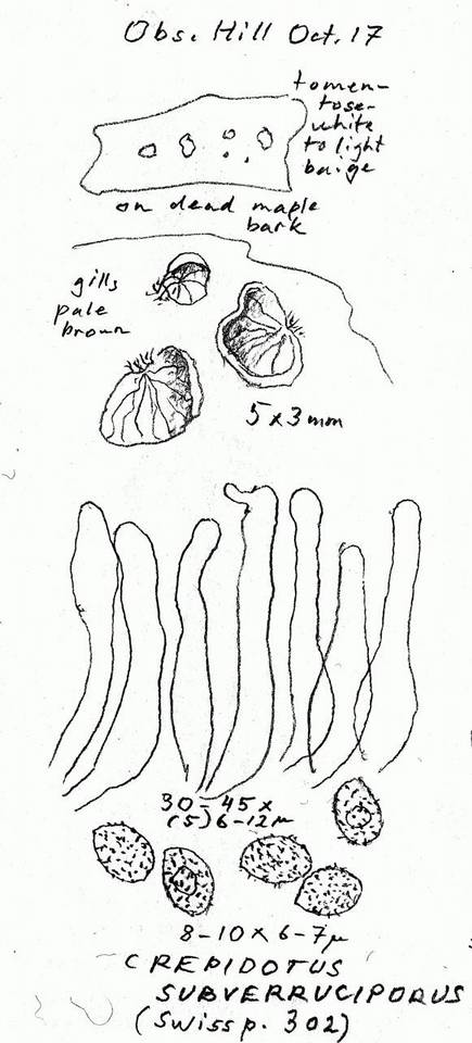 Crepidotus subverrucisporus image